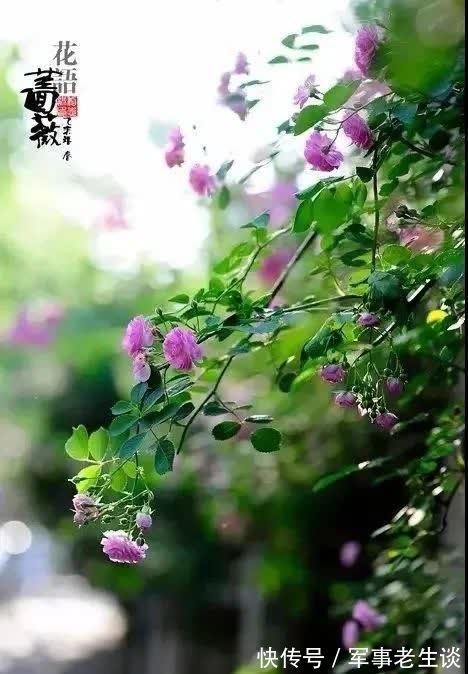 我想有个庭院,有书有茶还有你