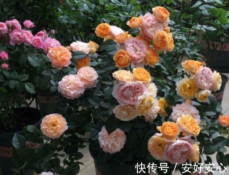 开花最香的4种花,家里养一盆,比牡丹还美,年年开花美翻