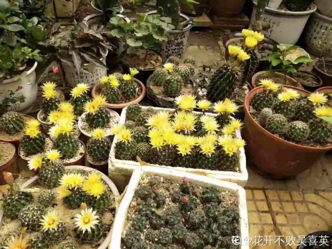 浇水|10种花要控水,天热反而不能浇,一浇水就死