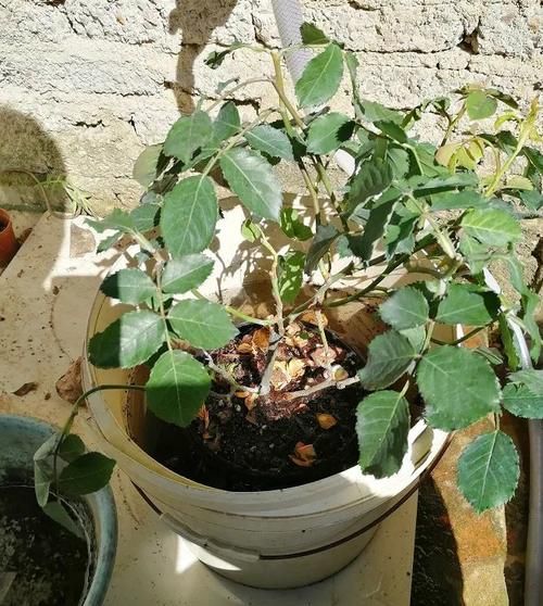 月季花开的不精神，植株突然萎蔫？都是因为没做好这一点！