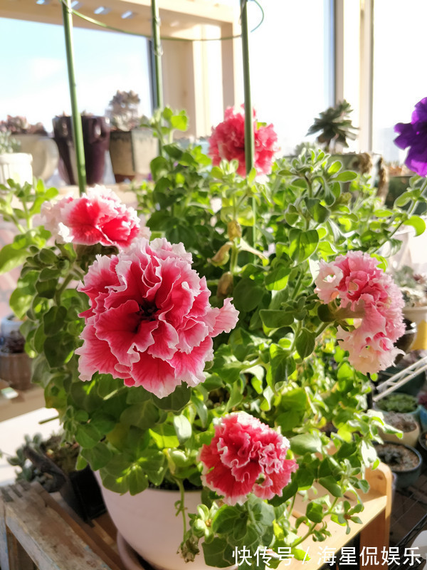 养花|新手养花选这种,好养易活,花美似牡丹,全年开花不停,值得入手