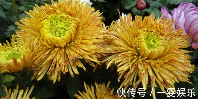 名菊|喜欢菊花,不如养盆“珍品名菊”蜡菊,花型大气,素雅耐看!