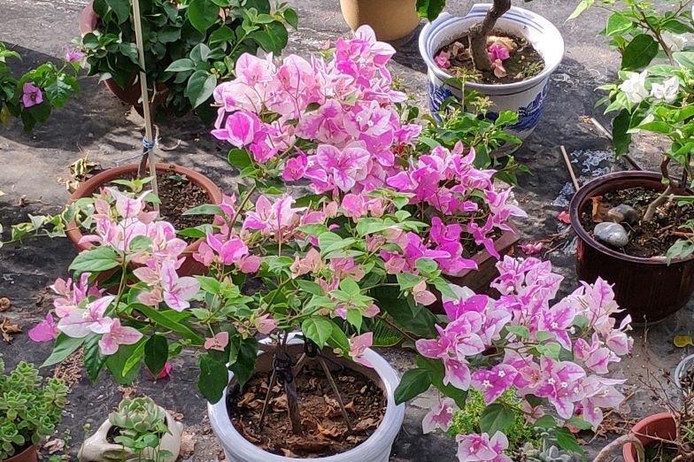 有机肥|让三角梅顺利开花,做好三步,花开大半年,比枝叶多