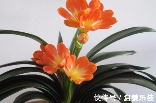 植物|如果有人送你3种花,不要养在家中,是我就直接断交