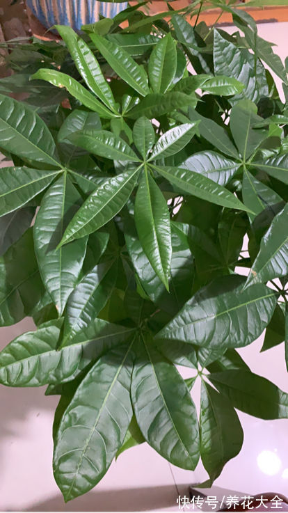 大叶子花|5种大叶子花千万别错过,气质十足有格调,放在家里很吉祥