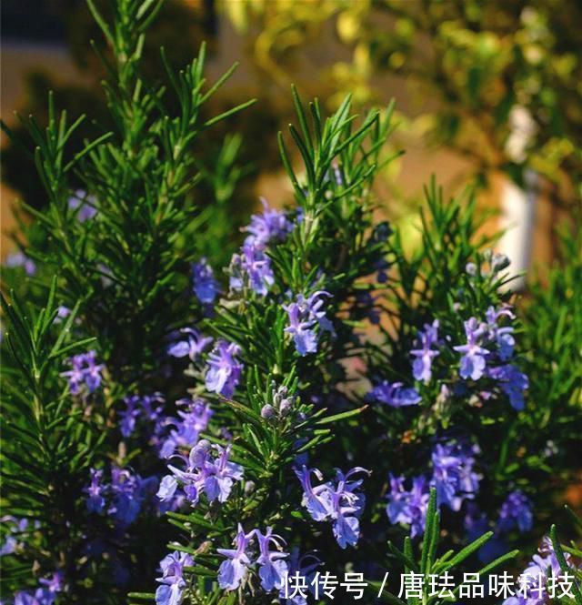 养花招虫,养盆这种花,漂亮好养还驱虫