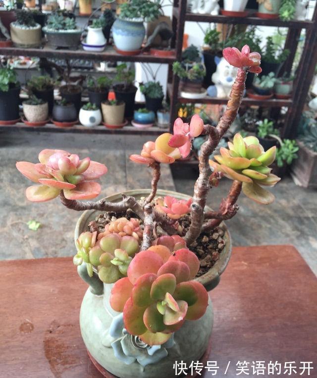 积水|适合“干养”的11种花,天冷更加要控水,不然难过冬