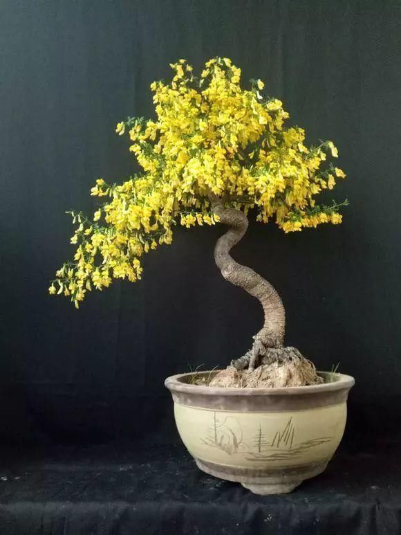 眼睛|山里的1棵老树桩,挖出来种盆里,开花后,眼睛都看直了!