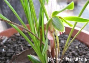 盆栽|一个塑料袋，救活你的失水兰花，一用一个准！