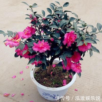 花盆|家里有这3种花,看到这几种“迹象”,别浇水了,先换盆才能养活