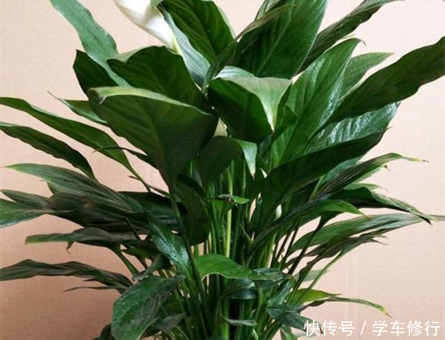 这“3种”植物，寓意特别好，家里种几盆，带运又美观！