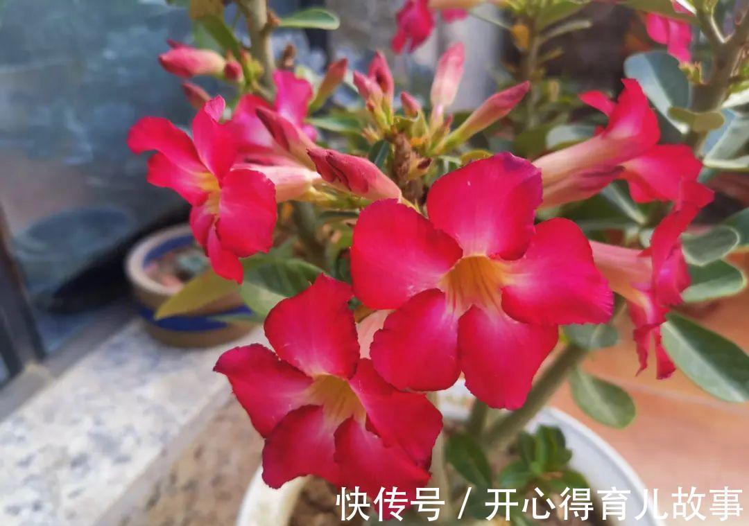 10种花，一降温就黄叶，赶紧换个地方养