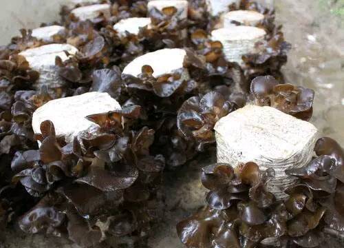 铁量|常吃木耳的人,身体不会差,但切忌与一物同食,却有很多人不清楚