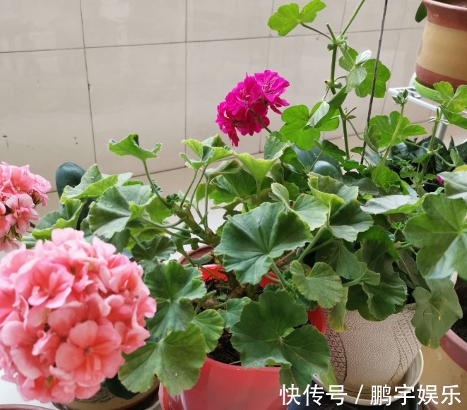 3种花要休眠了,快别浇水了,再浇就死了!