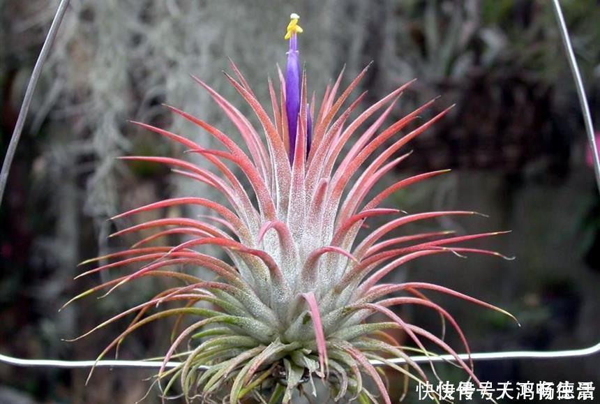 植物|适合卫生间生长的植物，推荐6种好养的给你，它们有什么特点呢？