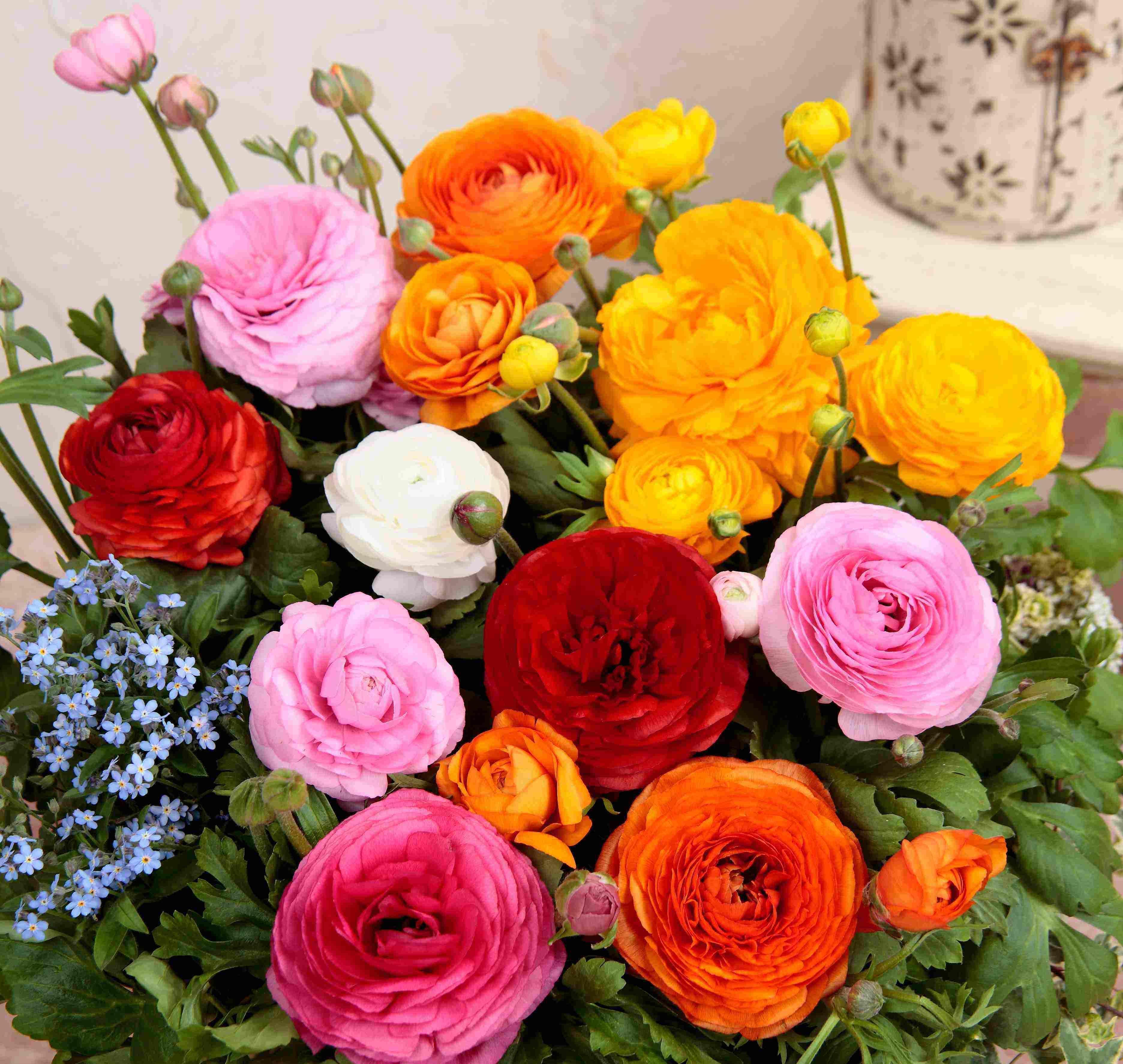 阳台|这些小草花,个个真美人,阳台养几盆,繁花不断,美到不敢看