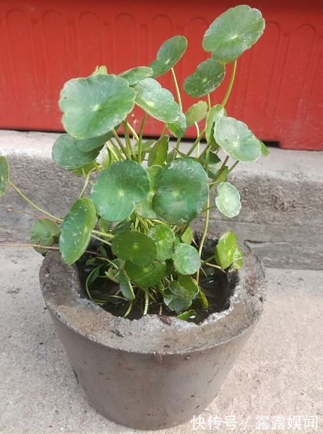 花盆别乱用，用对了花儿蹭蹭长，用错了花死得快！