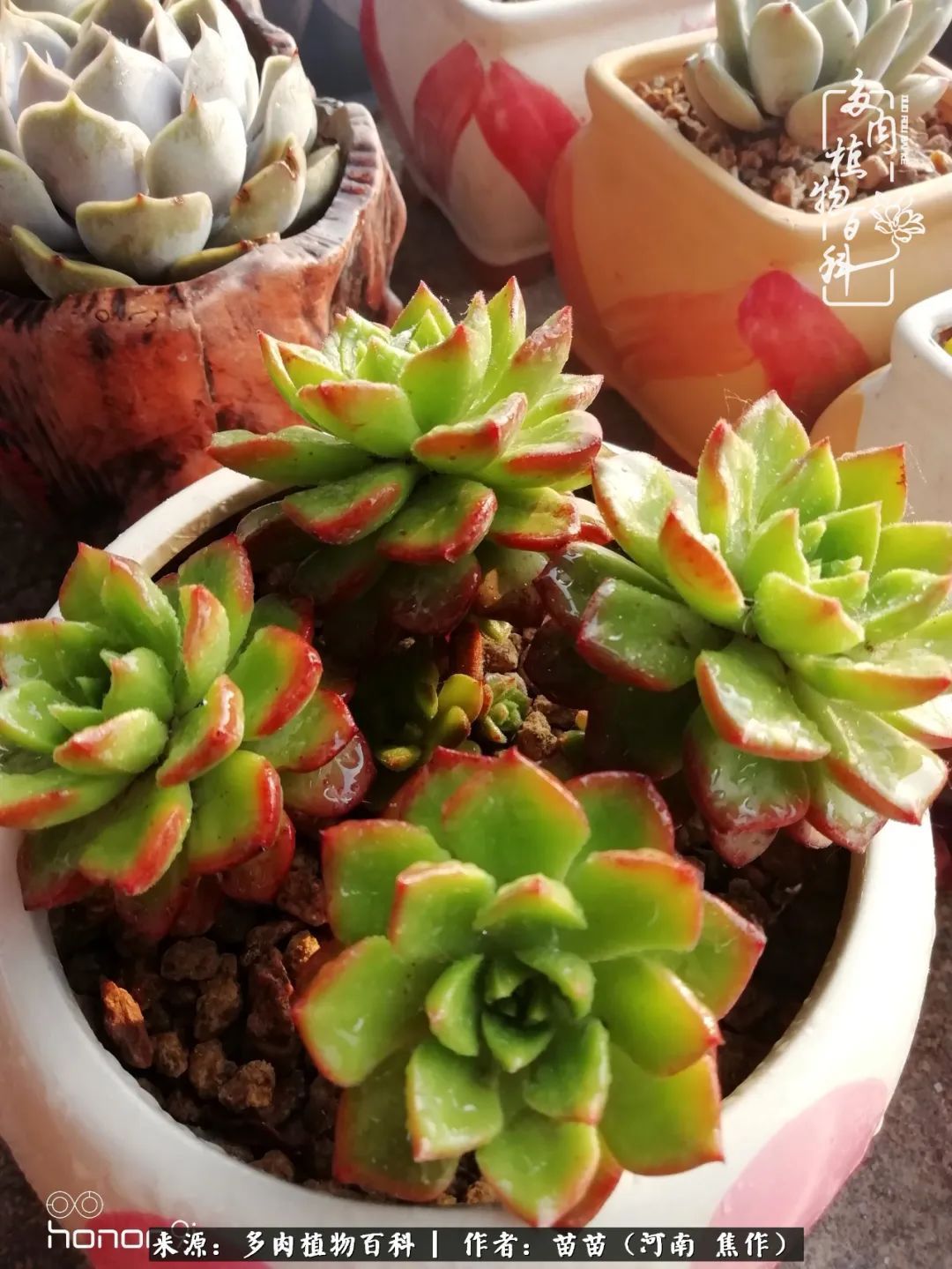 迷上多肉后，有一种喜欢叫一日看三回！