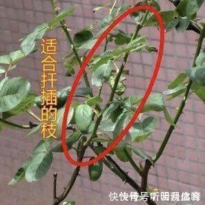 枝条|扦插月季不生根?用这捂一捂,过几天“冒白根”,变成月季大户