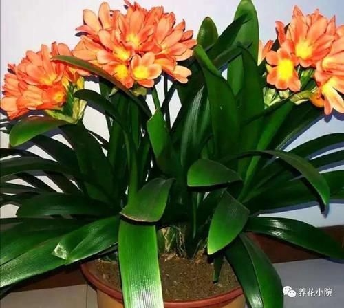 家中养花,花盆里埋3种“农家肥”,长势茂盛,开花繁多