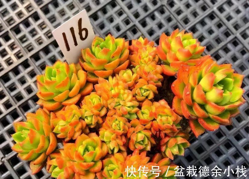 叶子|爱“脸红”的4款多肉,随便养养,晒晒太阳就红叶,美极了