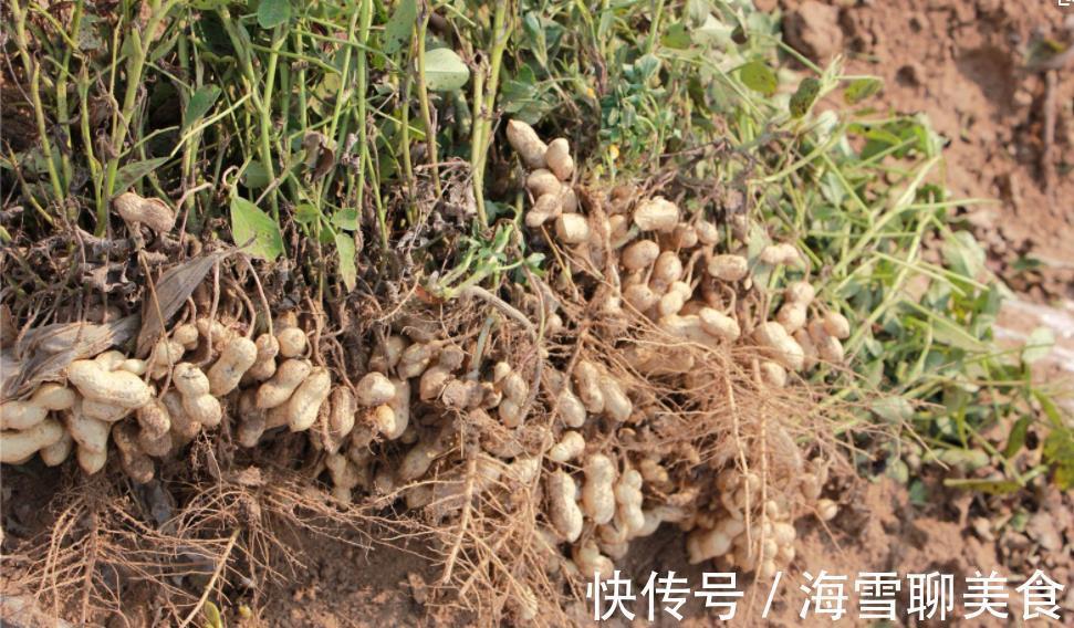 长寿果|花生被称为“长寿果”,能稳血糖,防肿瘤,可有三种人不能吃