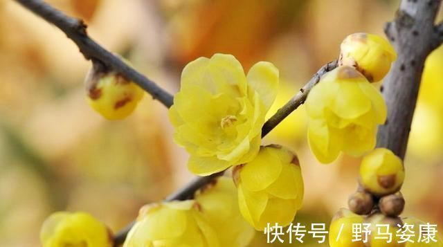 老桩|这“3种”树,养成室内“老桩盆景”,观赏价值高,越养越耐看