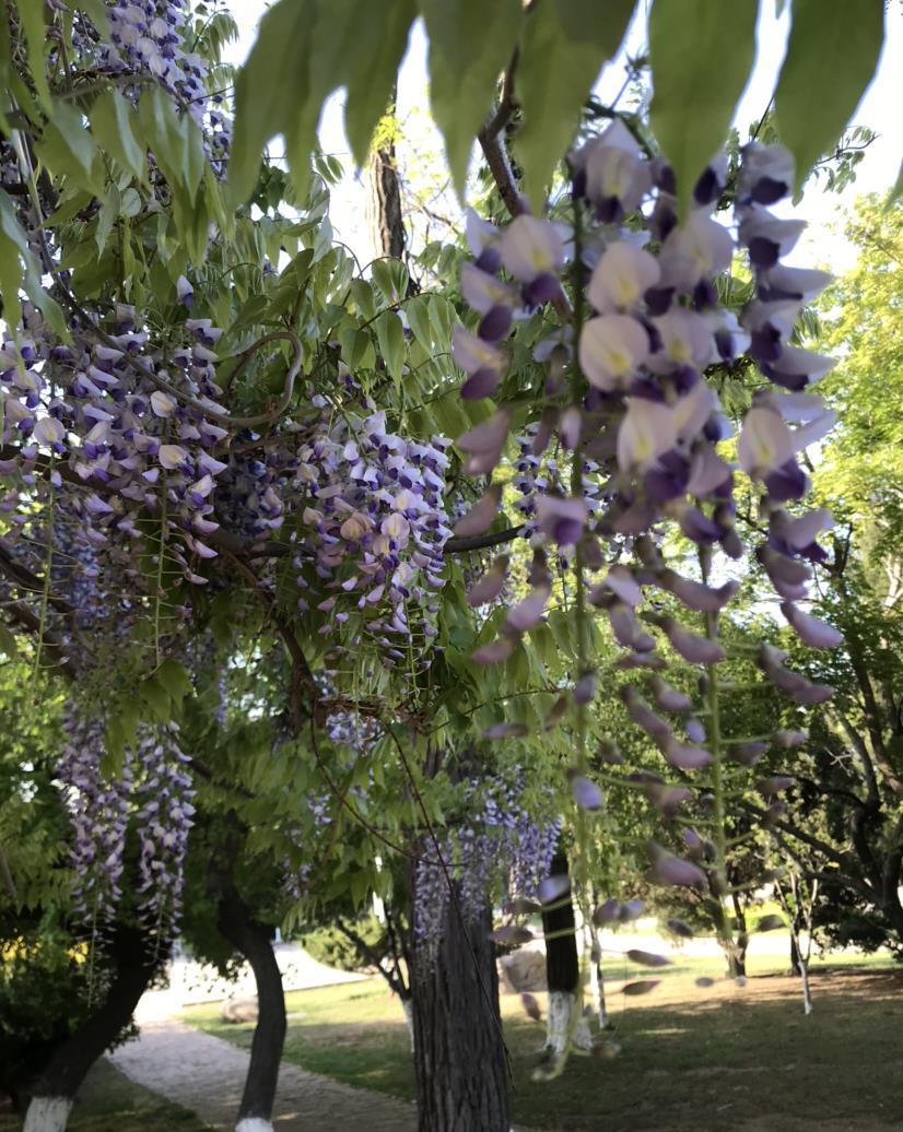 院子里种6种花，开春能开上千朵，院子变花园