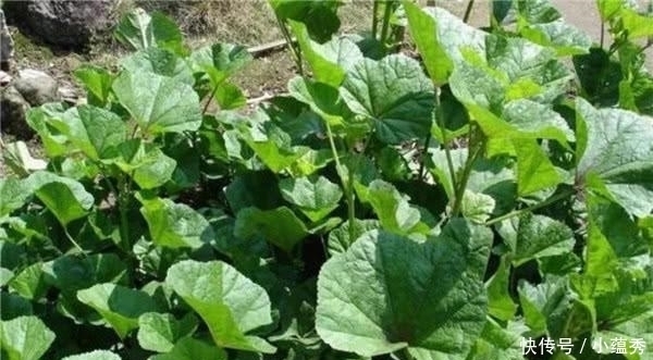 白菜|它当了2000年的“百菜之王”,却被白菜取代,为啥没人吃了