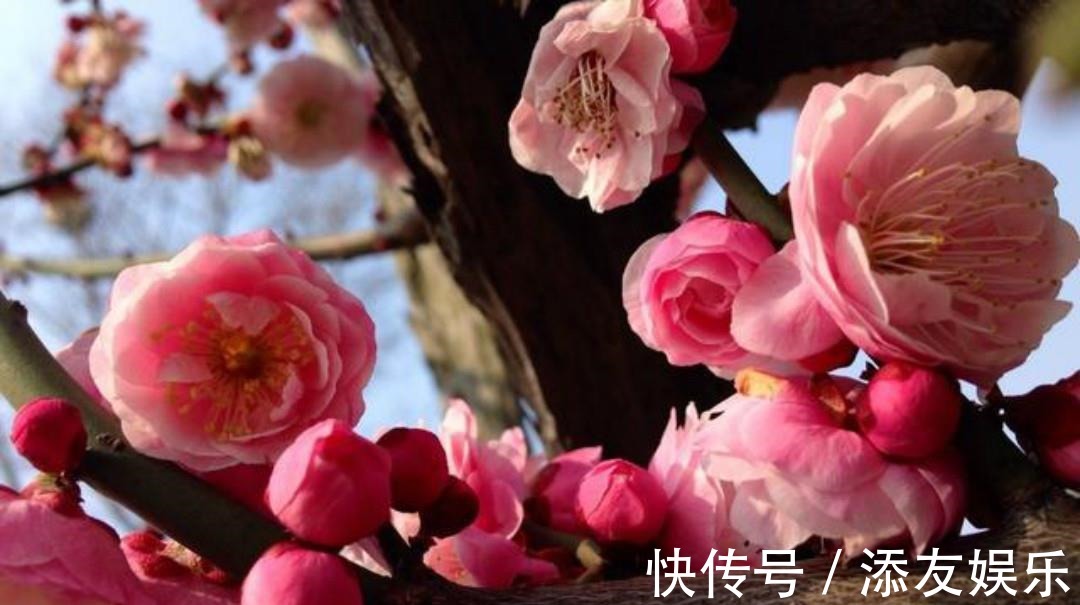 这首诗!清朝诗人林古度这首咏梅诗,开篇就是名句,结尾更是写出了新意!