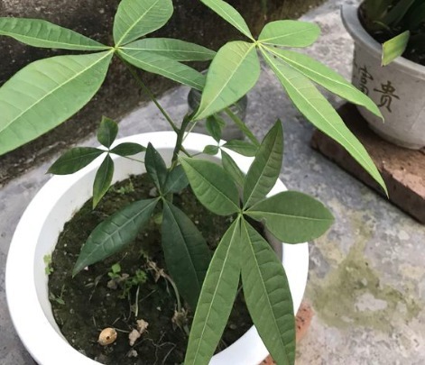 发财树黄叶萎蔫，做好这两步，不用一月就能缓过来！