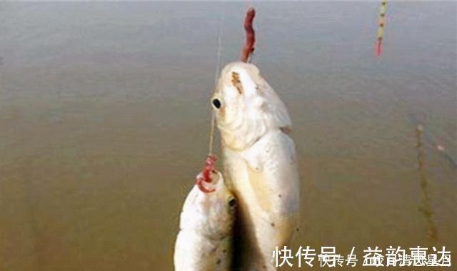 双钩挂蚯蚓野钓,就用这两种调漂方法,操作简单还精准
