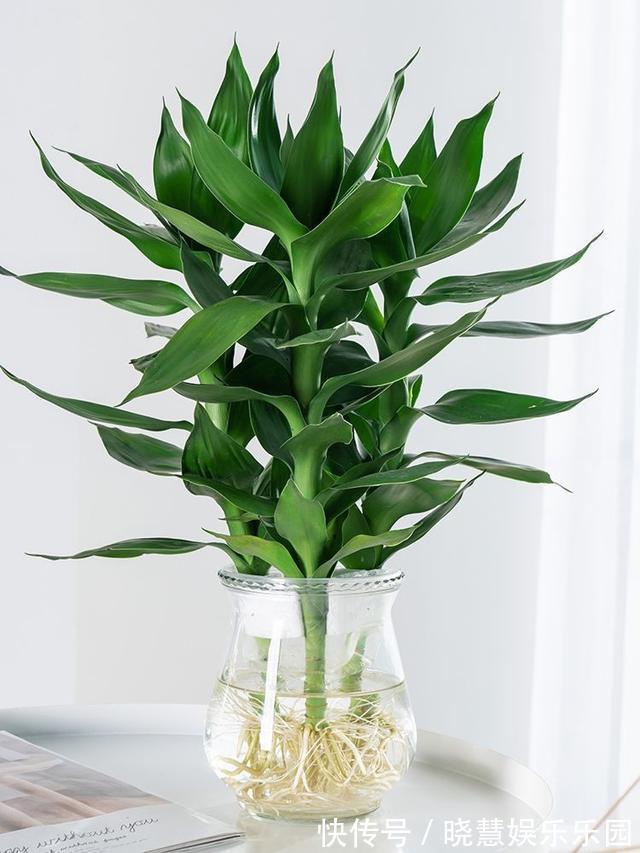 九种“养不死”的花，绿萝只能排最后一名，再养不活只能买假花了