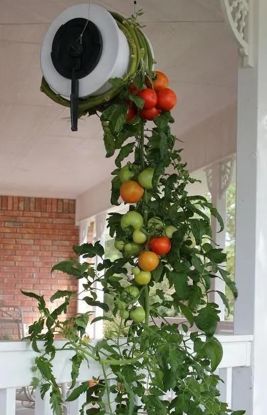 植物|没地种花种菜,没时间浇水几个塑料瓶就能解决,DIY变废为宝