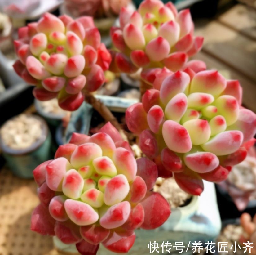 多肉植物|你知道养多肉出状态的方法吗？要保证它健康，先养活，再养状态