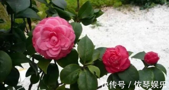 根系|扦插的5个错误操作,不是难生根,是你做错了,扦插其实很简单