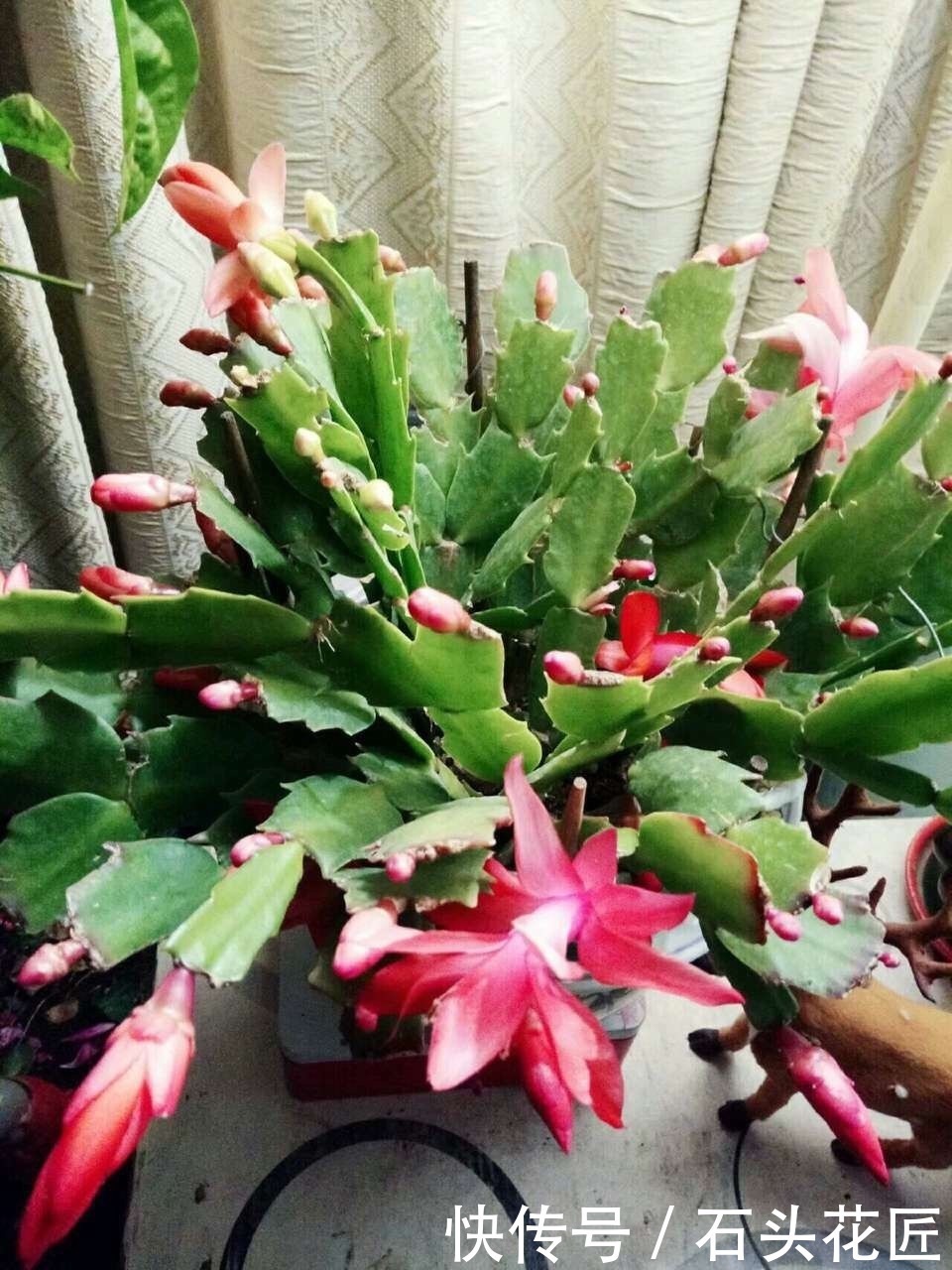 养分|蟹爪兰花苞“蔫不拉几”，这叫做“消苞”现象，有3个原因要知道