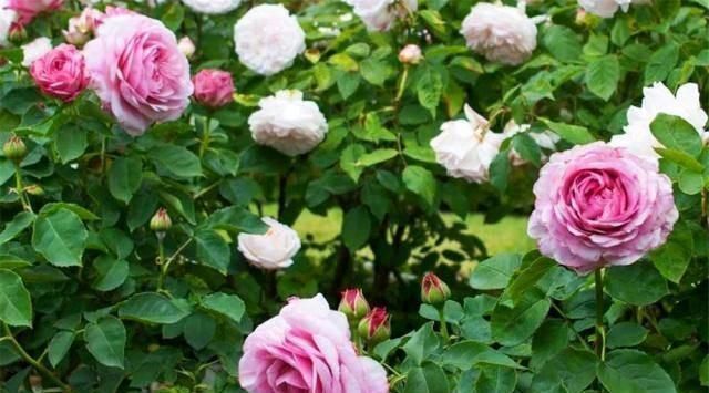 用白糖、白醋来养花,全都比不过1勺“白粉末”,除虫沤肥效果好