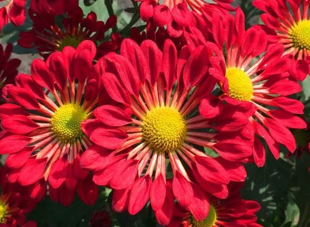 新手|新手养护花卉,就养比牡丹好养,比菊花富贵的花卉,一开150天!