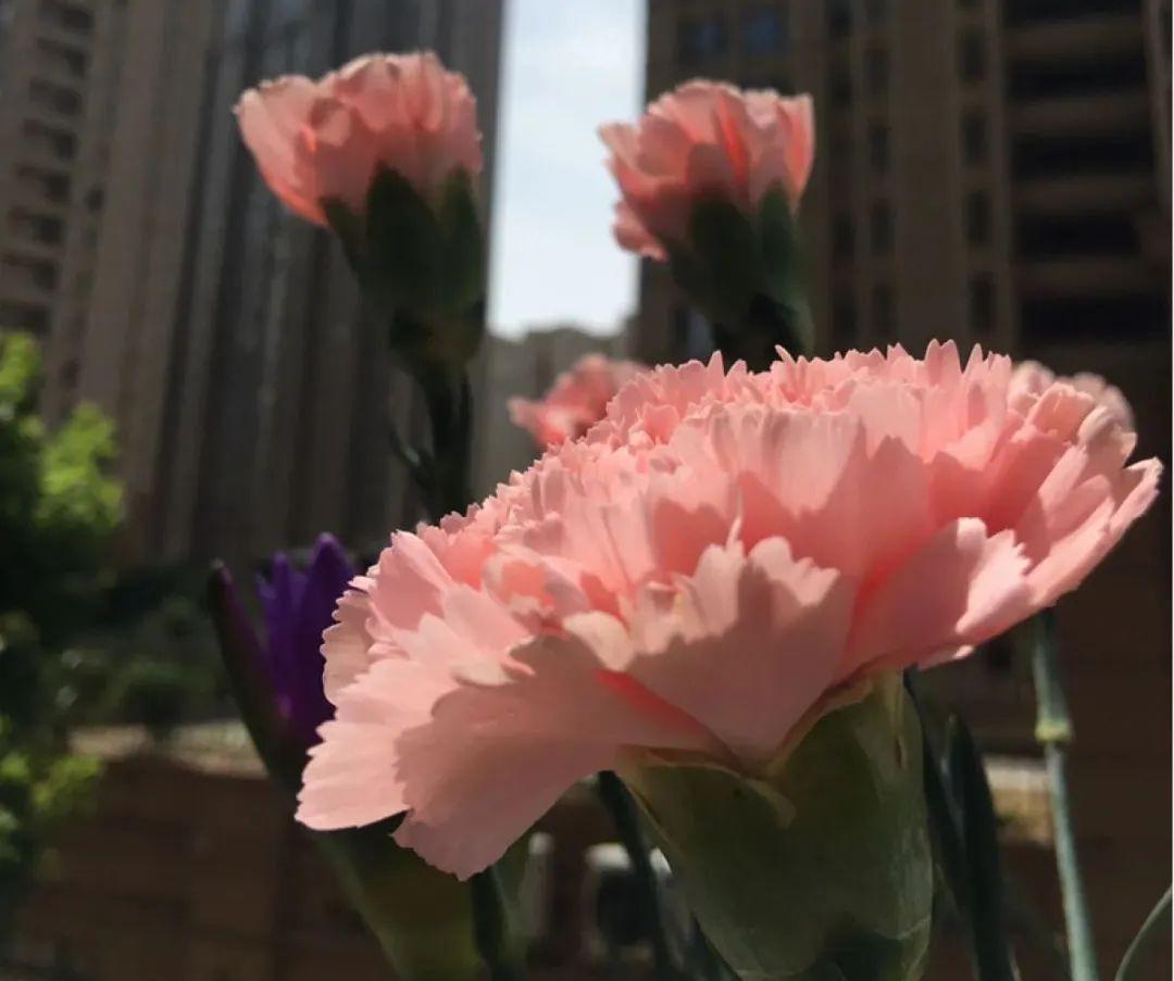 这几种花，要是秋天不扦插，错过就等1年