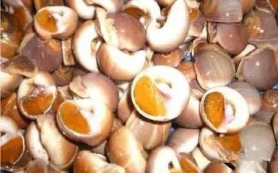 海鲜|渔民整理的海鲜大全,以后再也不怕不认识海鲜了