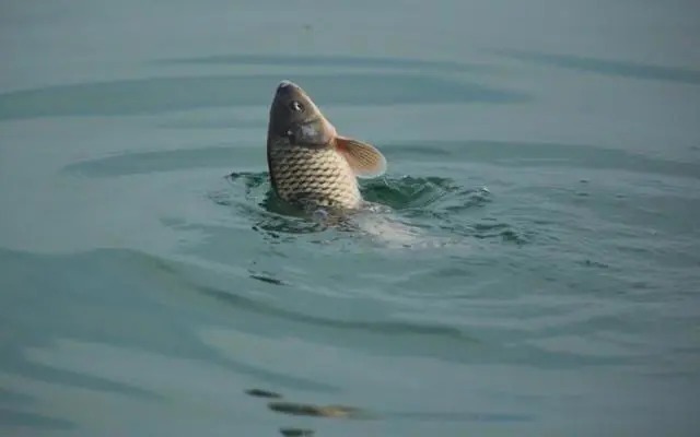 冬钓鲤鱼没有鱼口?这4个绝招快收下,老钓手的不传秘笈