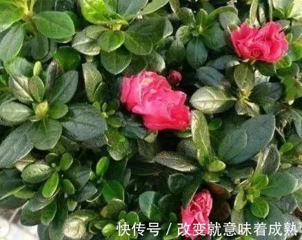 虎皮兰|3种没人要的“玩意”,捡一点养花,肥效好,还防冻!