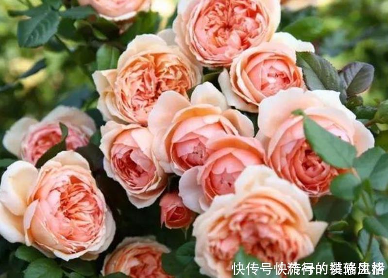 欧石南|5种花，爱花之人都抢着养，开花漂亮又好养，人见人爱