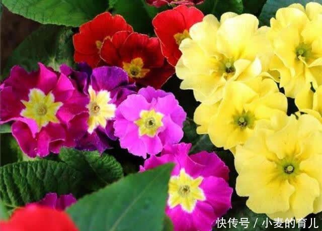 寒冬腊月，8种花开得正旺，春节养在家里春意盎然好喜庆