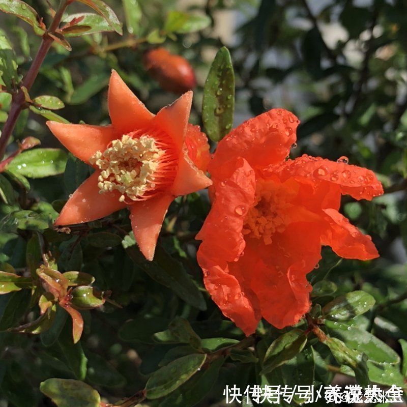 果子|家里养盆“招财花”,一年四季开红花结红果,“招财旺运”又红火