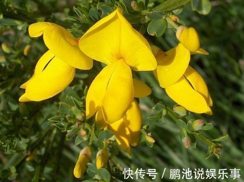 冬天就养此款植物，好养易打理，花色柔美，花朵烂漫迷人，美爆了