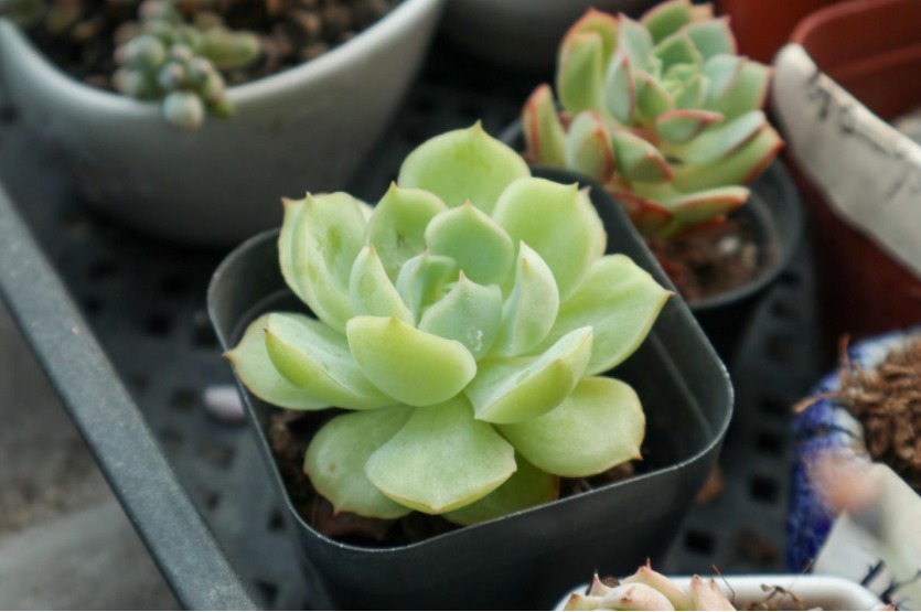 多肉植物|多肉别再扦插了,用这方法简单又高效,一盆变多盆!