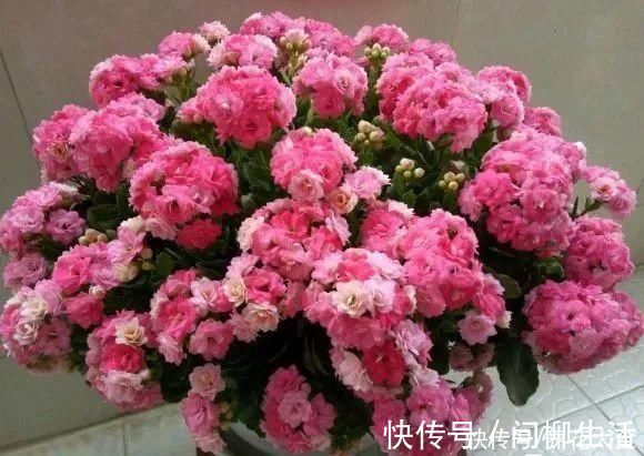 水仙|上万块的蟹爪兰,开花像烟花,养过的人不多