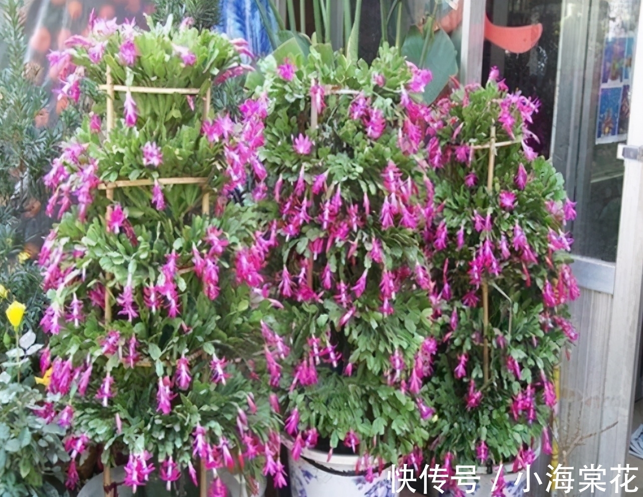 想嫁接蟹爪兰别等了,嫁接掌握4个“关键”,养到秋天枝繁叶茂